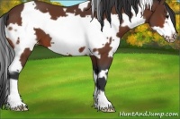 Horse Color:White Spotted Bay Frame Appaloosa