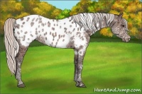Horse Color:White Spotted Silver Bay Ice Appaloosa 