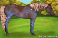 Horse Color:Painted White Spotted Silver Brown Rabicano 