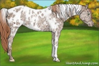 Horse Color:White Spotted Gold Champagne Ice Appaloosa