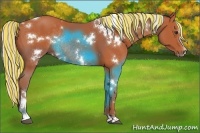 Horse Color:Painted White Spotted Silver Bay Sabino Rabicano 