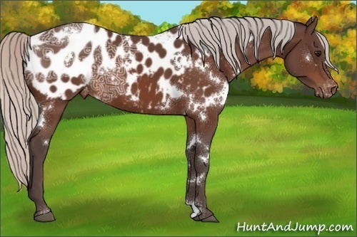Horse Color:White Spotted Silver Brown Ice Appaloosa 