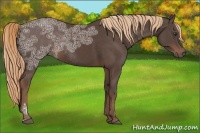 Horse Color:Liver Chestnut Ice Sabino Rabicano 