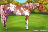 Horse Color:Painted White Spotted Silver Bay Rabicano 
