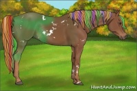 Horse Color:Painted White Spotted Chestnut Rabicano 
