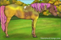 Horse Color:Painted White Spotted Chestnut Rabicano 