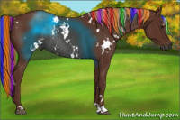 Horse Color:Gray Painted White Spotted Chestnut Rabicano 