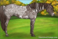 Horse Color:White Spotted Liver Red Ice Roan Rabicano 