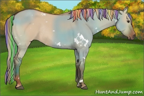 Horse Color:Painted White Spotted Red Dun Rabicano 