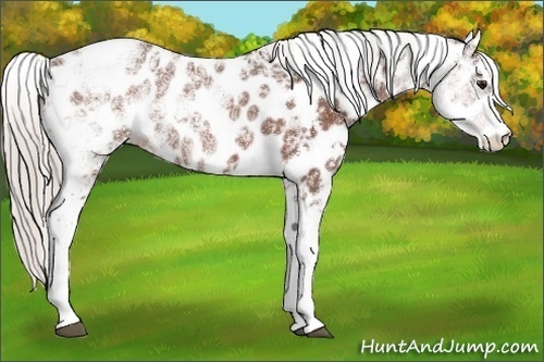 Horse Color:Silver Bay Ice Sabino Appaloosa Rabicano 