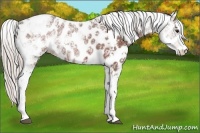 Horse Color:Silver Bay Ice Sabino Appaloosa Rabicano 