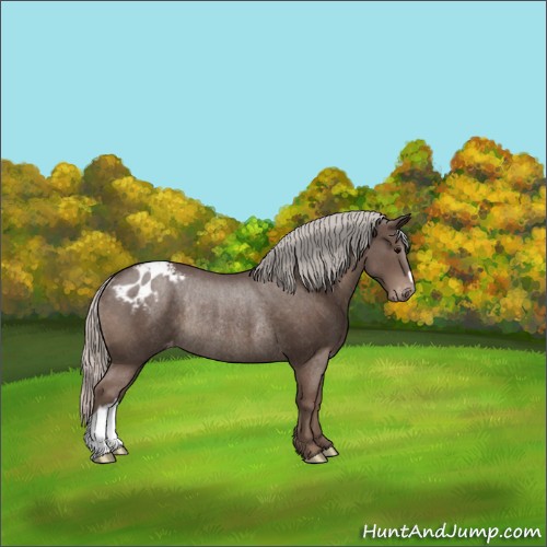 Horse Color:Silver Black Appaloosa Rabicano 