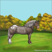Horse Color:Silver Black Appaloosa Rabicano