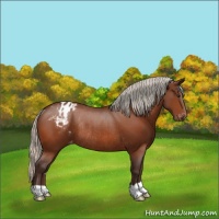 Horse Color:Silver Bay Appaloosa Rabicano 