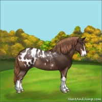 Horse Color:Liver Chestnut Sabino Appaloosa 