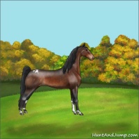 Horse Color:Brown Appaloosa 