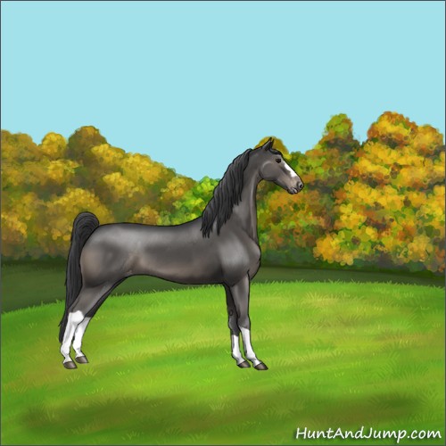 Horse Color:Black Appaloosa
