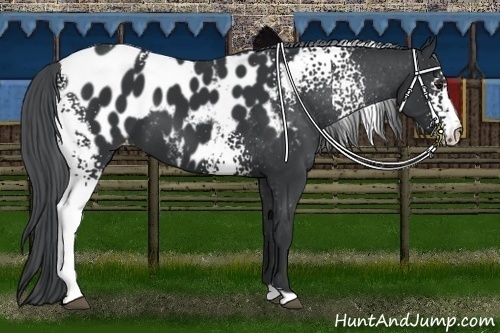 Horse Color:White Spotted Black Chinchilla Appaloosa 