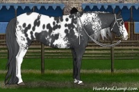 Horse Color:White Spotted Black Chinchilla Appaloosa 