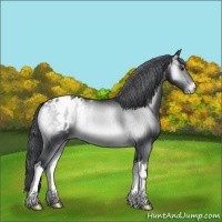 Horse Color:Brown Chinchilla Onyx Appaloosa Brindle 