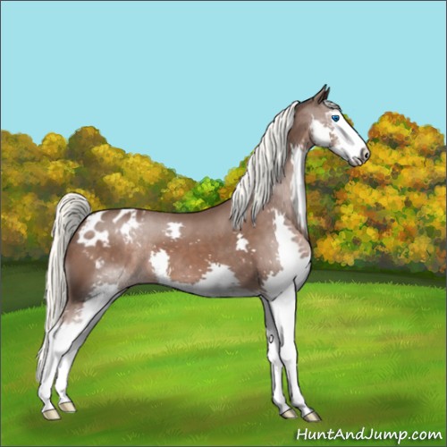 Horse Color:Liver Chestnut Sabino Splash Appaloosa 