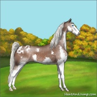 Horse Color:Liver Chestnut Sabino Splash Appaloosa