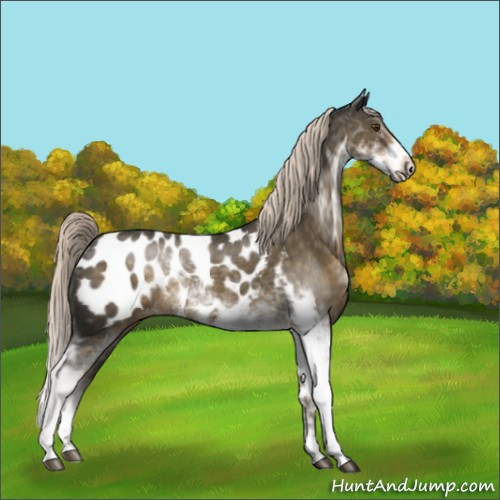 Horse Color:Chocolate Palomino Mushroom Sabino Near Leopard Rabicano 