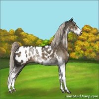 Horse Color:Chocolate Palomino Mushroom Sabino Near Leopard Rabicano 