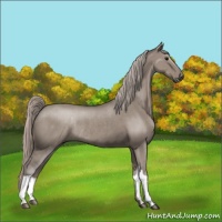 Horse Color:Silver Grullo Rabicano 