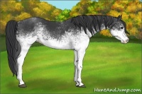 Horse Color:White Spotted Black Rabicano 