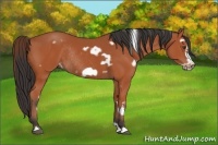 Horse Color:White Spotted Bay Frame Rabicano 