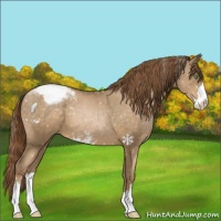 Horse Color:Smoky Black Pearl Sabino Snowflake Varnish