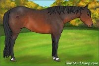Horse Color:Brown 