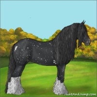 Horse Color:Black Appaloosa 