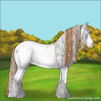 Horse Color:White Spotted Brown Pearl Appaloosa 
