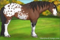 Horse Color:Bay Sabino Appaloosa 