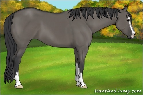 Horse Color:Grullo Sabino 