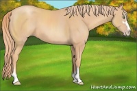 Horse Color:Gold Champagne Sabino 