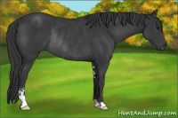 Horse Color:Black Sabino Rabicano