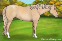 Horse Color:Gold Champagne 
