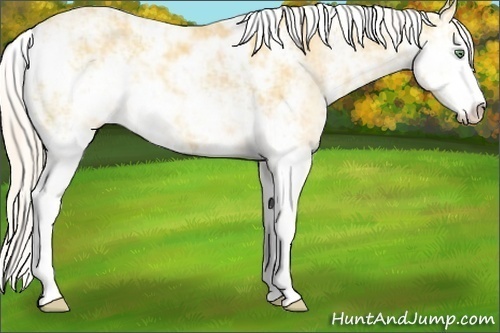 Horse Color:Gold Cream Champagne Sabino