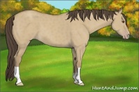 Horse Color:Classic Cream Champagne Dun