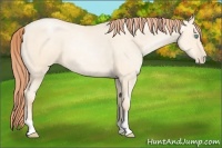 Horse Color:Amber Cream Champagne Pearl
