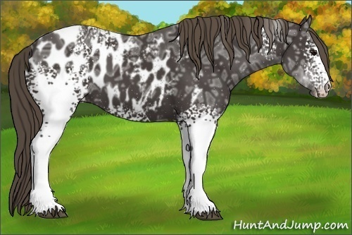 Horse Color:White Spotted Smoky Black Ice Sabino Near Leopard 