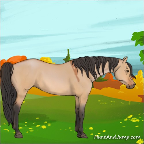 Horse Color:Bay Dun 
