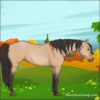 Horse Color:Bay Dun 