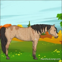 Horse Color:Bay Dun Brindle 