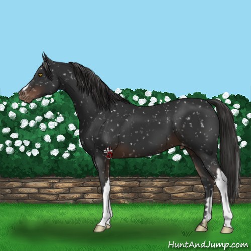 Horse Color:Liver Chestnut Mushroom Snowflake Varnish