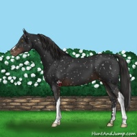 Horse Color:Liver Chestnut Mushroom Appaloosa