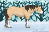 Horse Color:Buckskin Roan Splash 